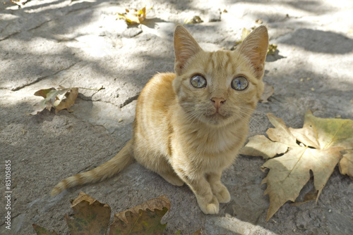 cat from Greece, Lesvos photo