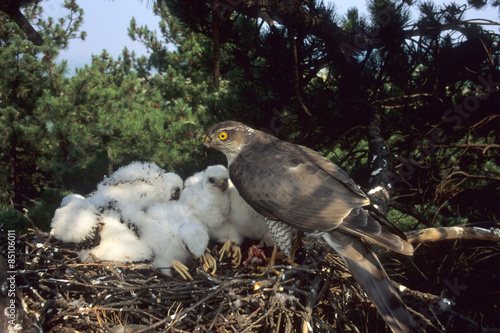 sparviere accipiter nisus rapace pulcini nel nido  photo