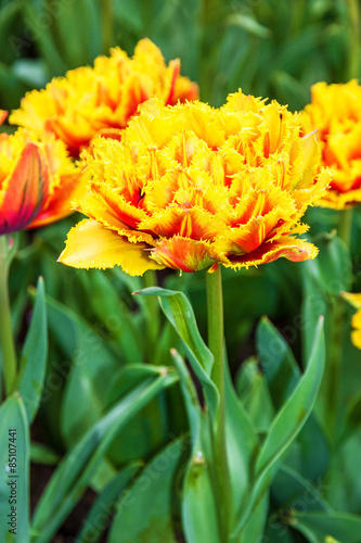 Yellow tulips close up  park Keukenhof  Holland.