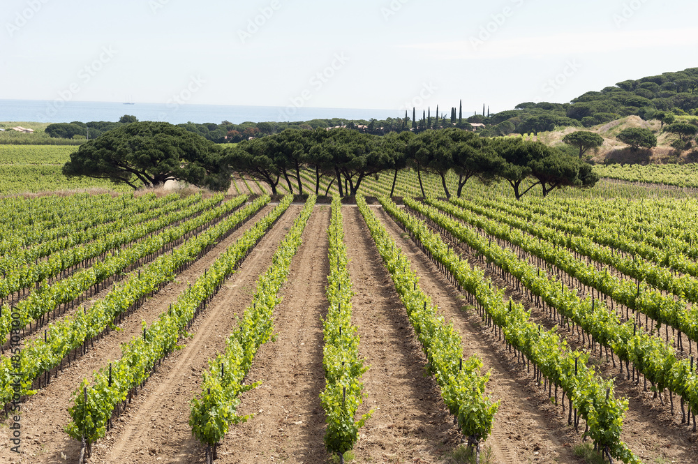 Blick auf Weinanbau, Frankreich