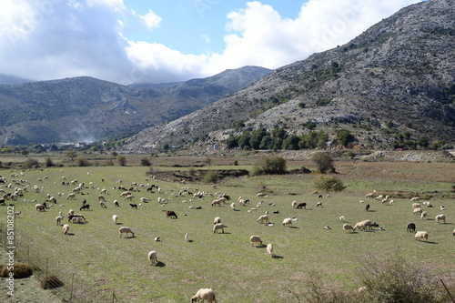 Schafe auf der Lassithi-Hochebene, Kreta © Fotolyse