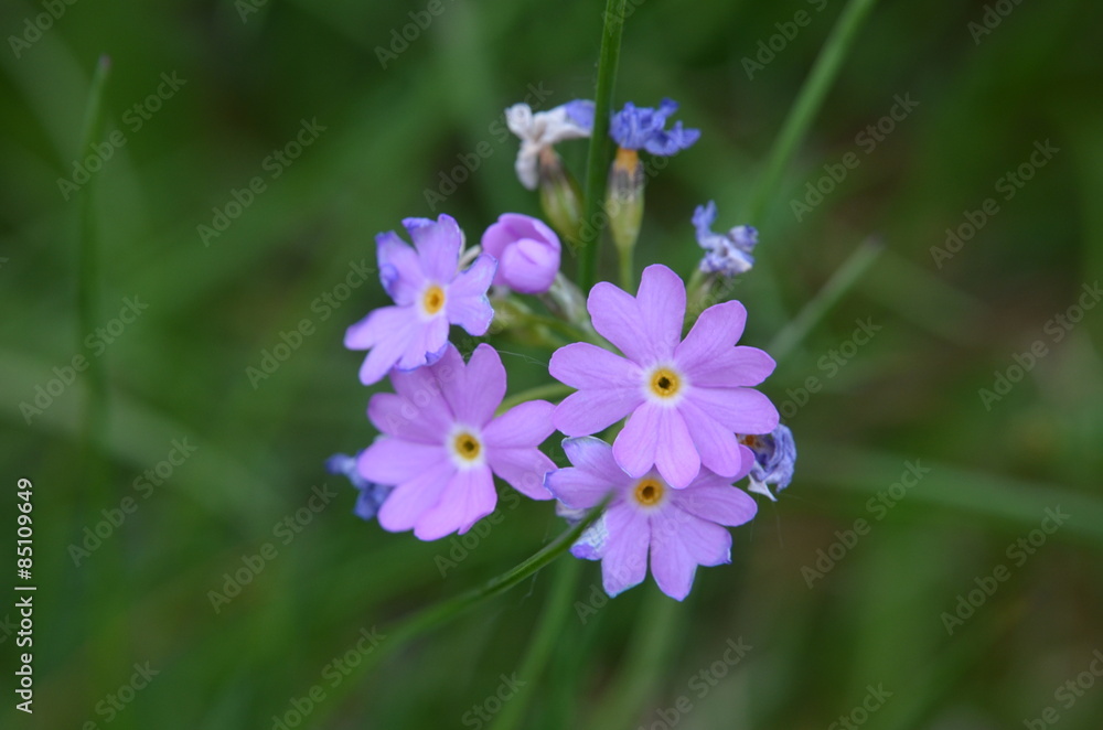 Primevère farineuse (Primula farinosa) Primevère farineuse (Primula farinosa)