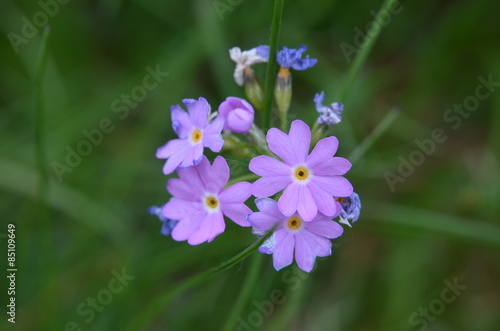 Primevère farineuse (Primula farinosa)