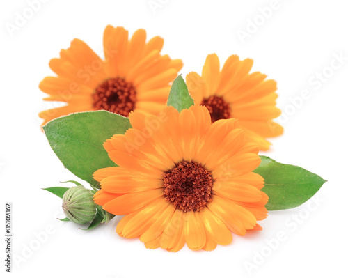 Fototapeta Naklejka Na Ścianę i Meble -  Marigold flowers