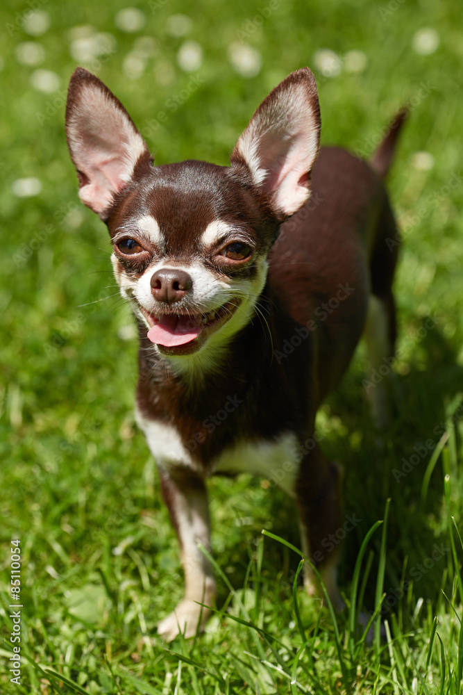 a cute chihuahua with a big smile
