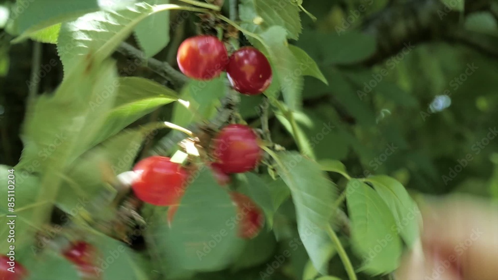 Picking cherries from a tree, close-up Picking cherries from a tree, close-up
