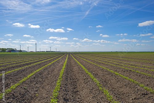 Vegetables growing on a sunny field in spring