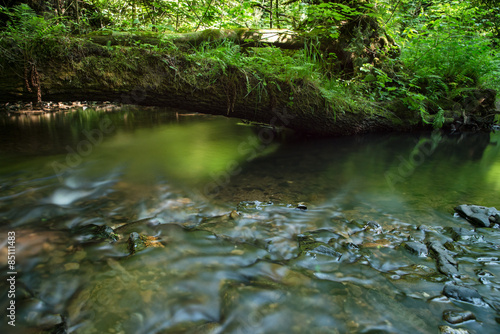 River inside forest photo