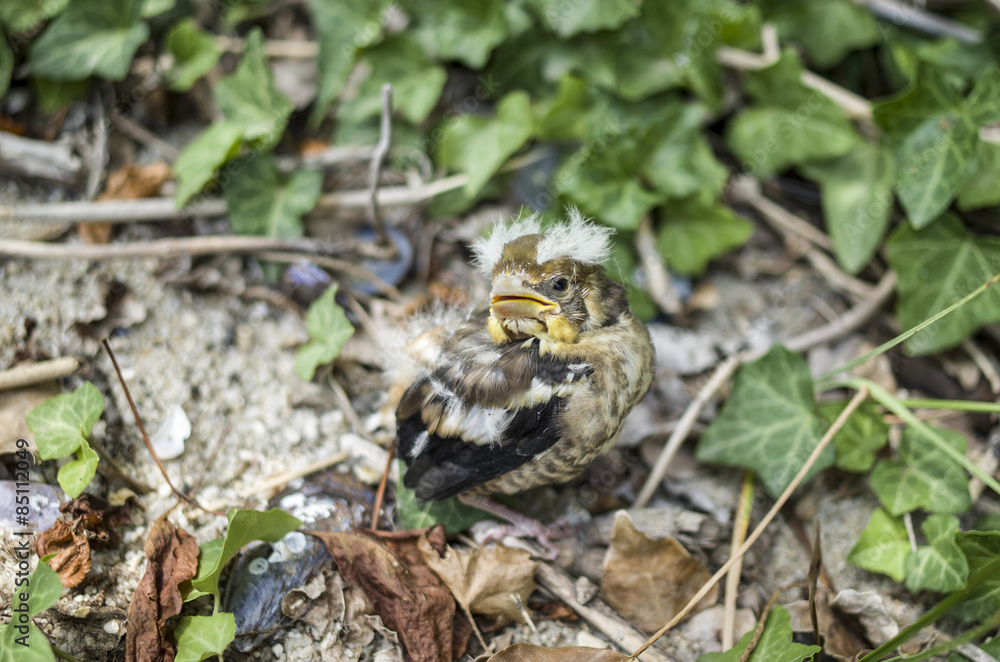 Fallen hawfinch baby  on the ground