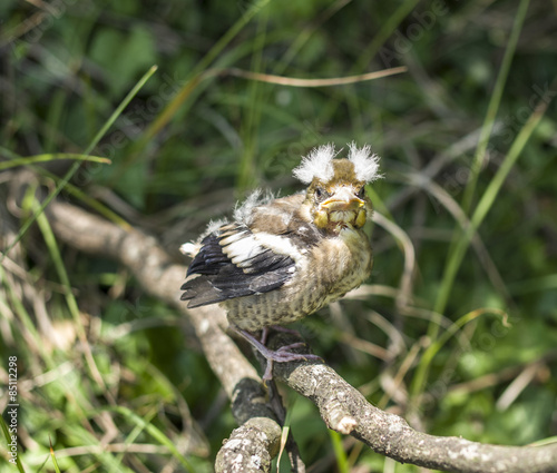 Hawfinch baby on branch