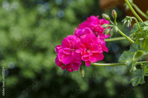 cyclamen flower