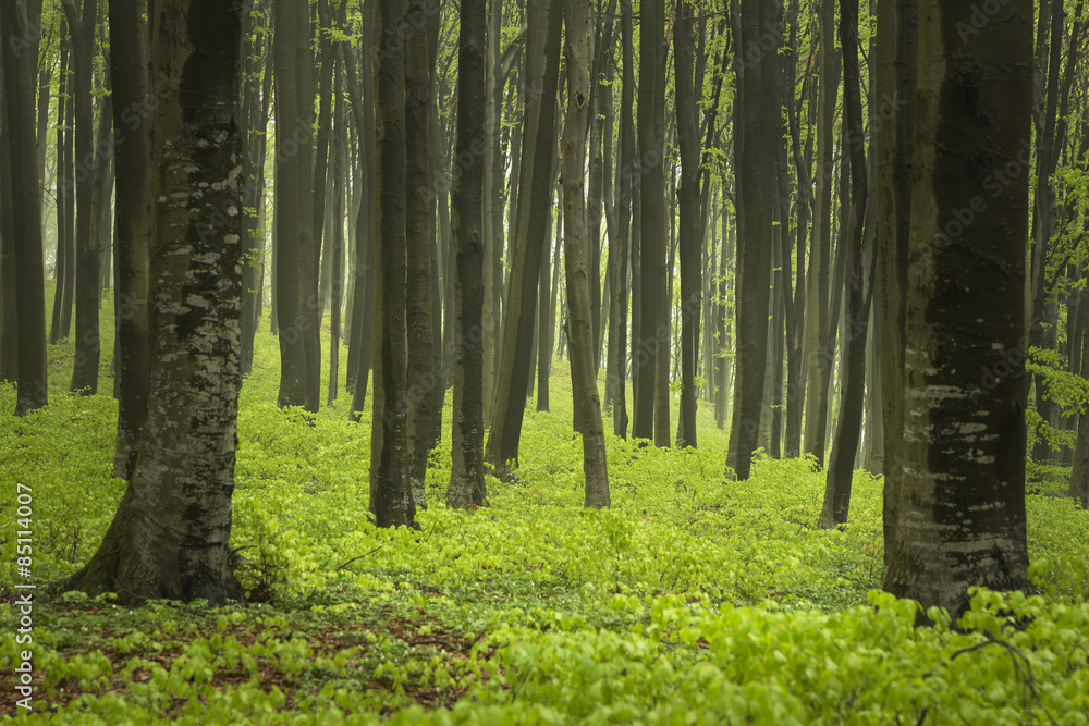 Fototapeta premium Foggy forest during spring