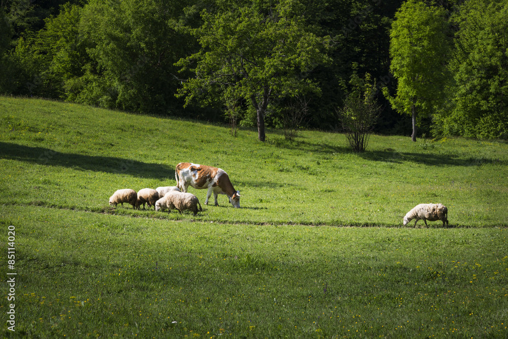 Obraz premium Farm animals on the green field