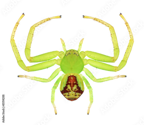 Spider Ebrechtella tricuspidata (female)