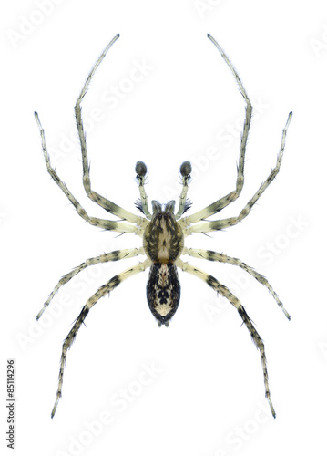 Spider Anyphaena accentuata (male)