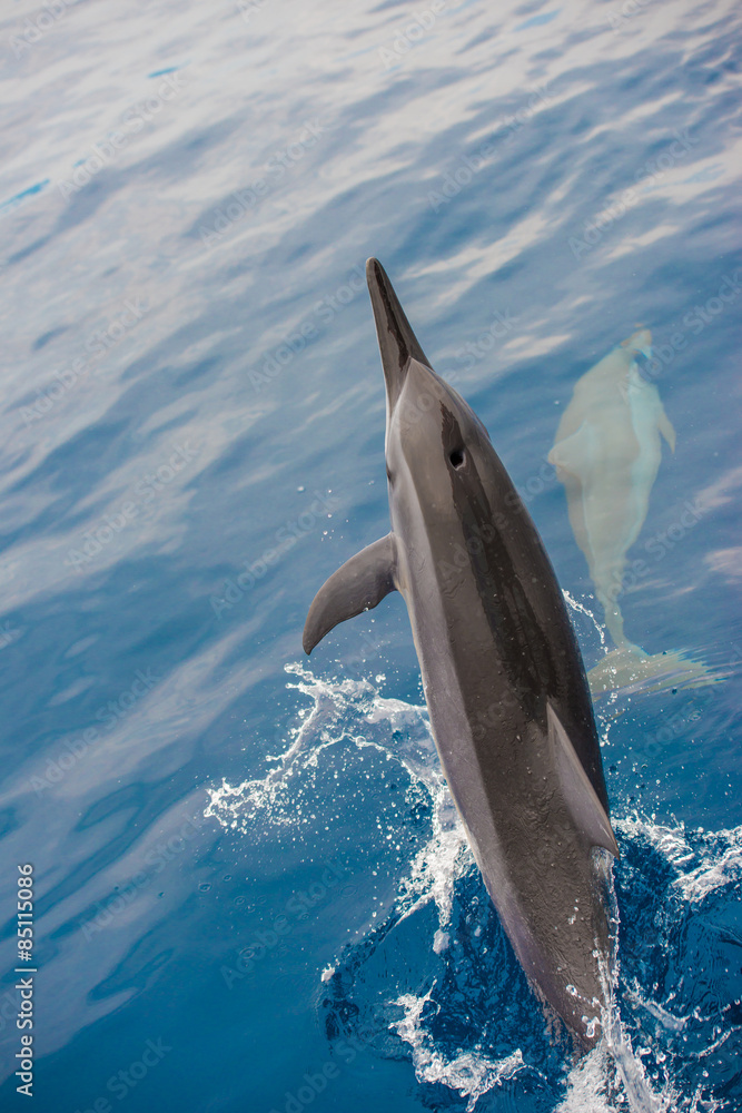 Fototapeta premium Bottlenose Dolphin Group