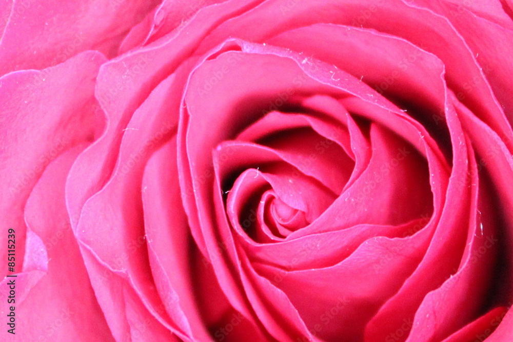 Rosa Rote Rose Rosa Rote Rose
