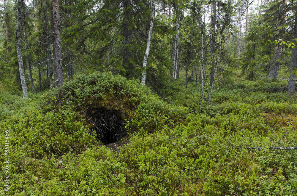 Obraz premium Bears den