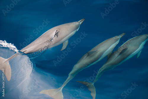 Bottlenose Dolphin Group