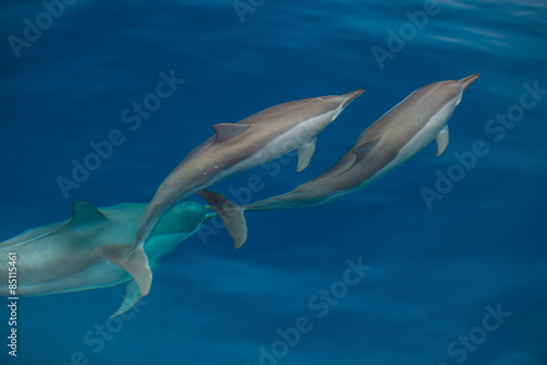 Bottlenose Dolphin Group