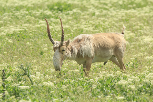 Male Saiga