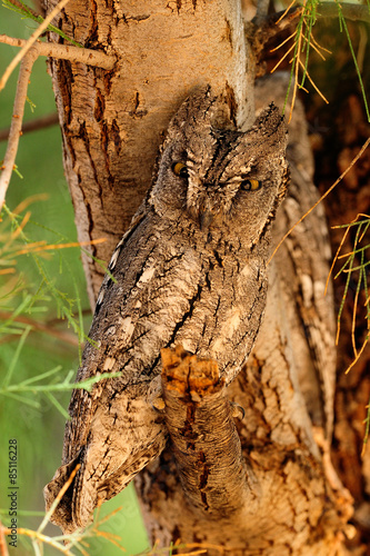 African scops owl photo