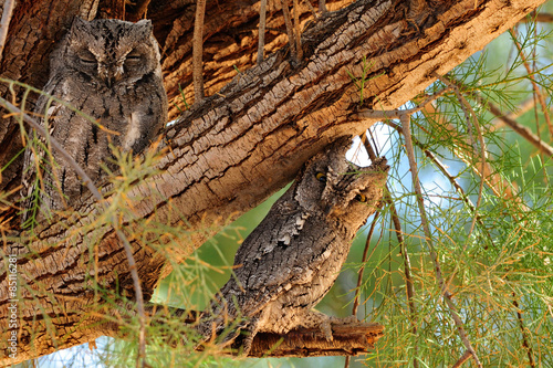 African scops owls photo