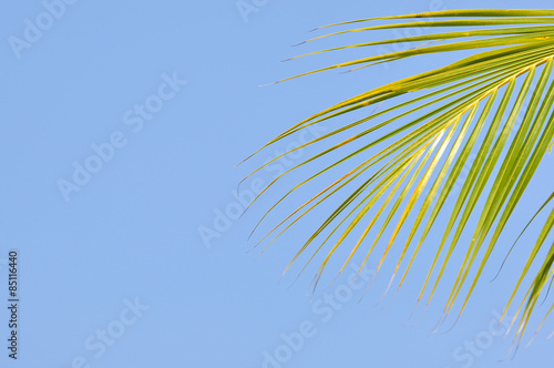 Close up of coconut leaf with copy space area