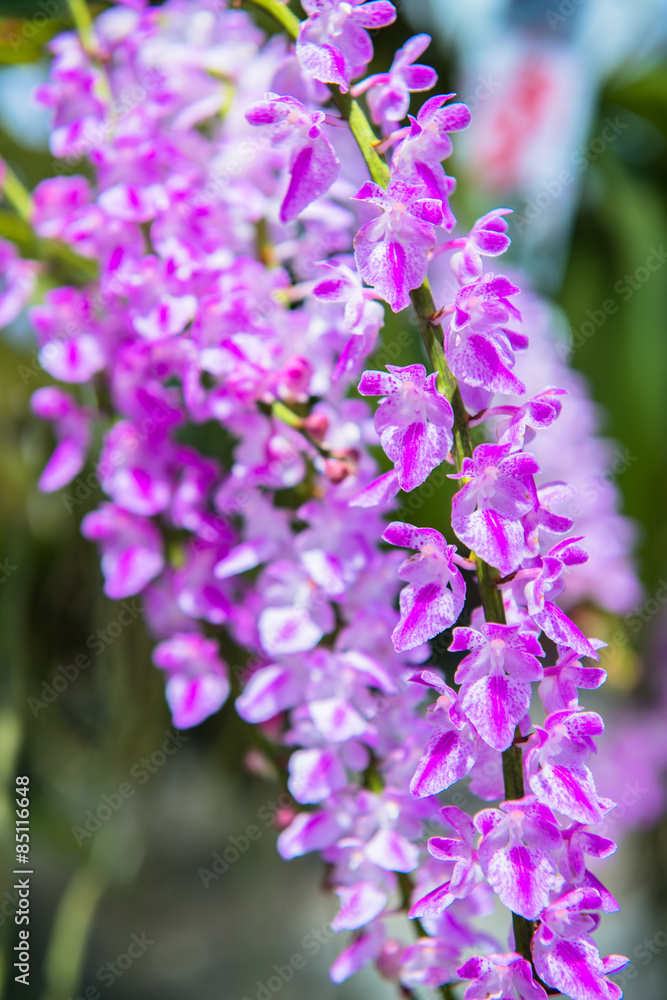 Orchids Orchids