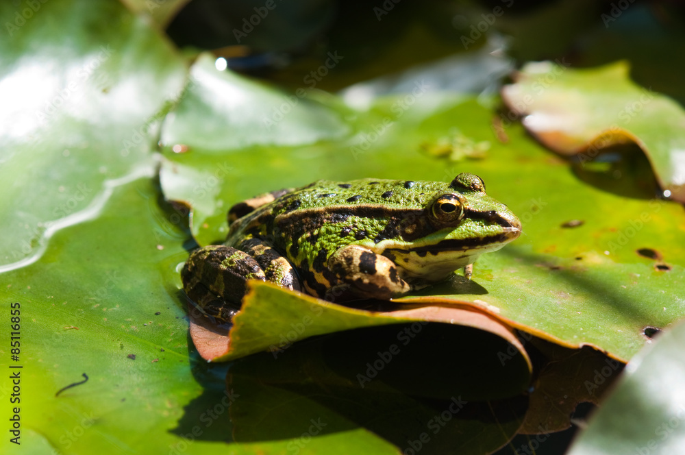 Frösche am Teich. Frühjahr StockFoto Adobe Stock