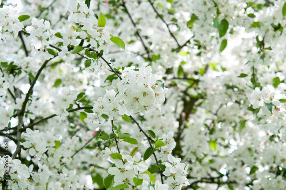 Apfelbäume - Frühling im Obstgarten Apfelbäume - Frühling im Obstgarten