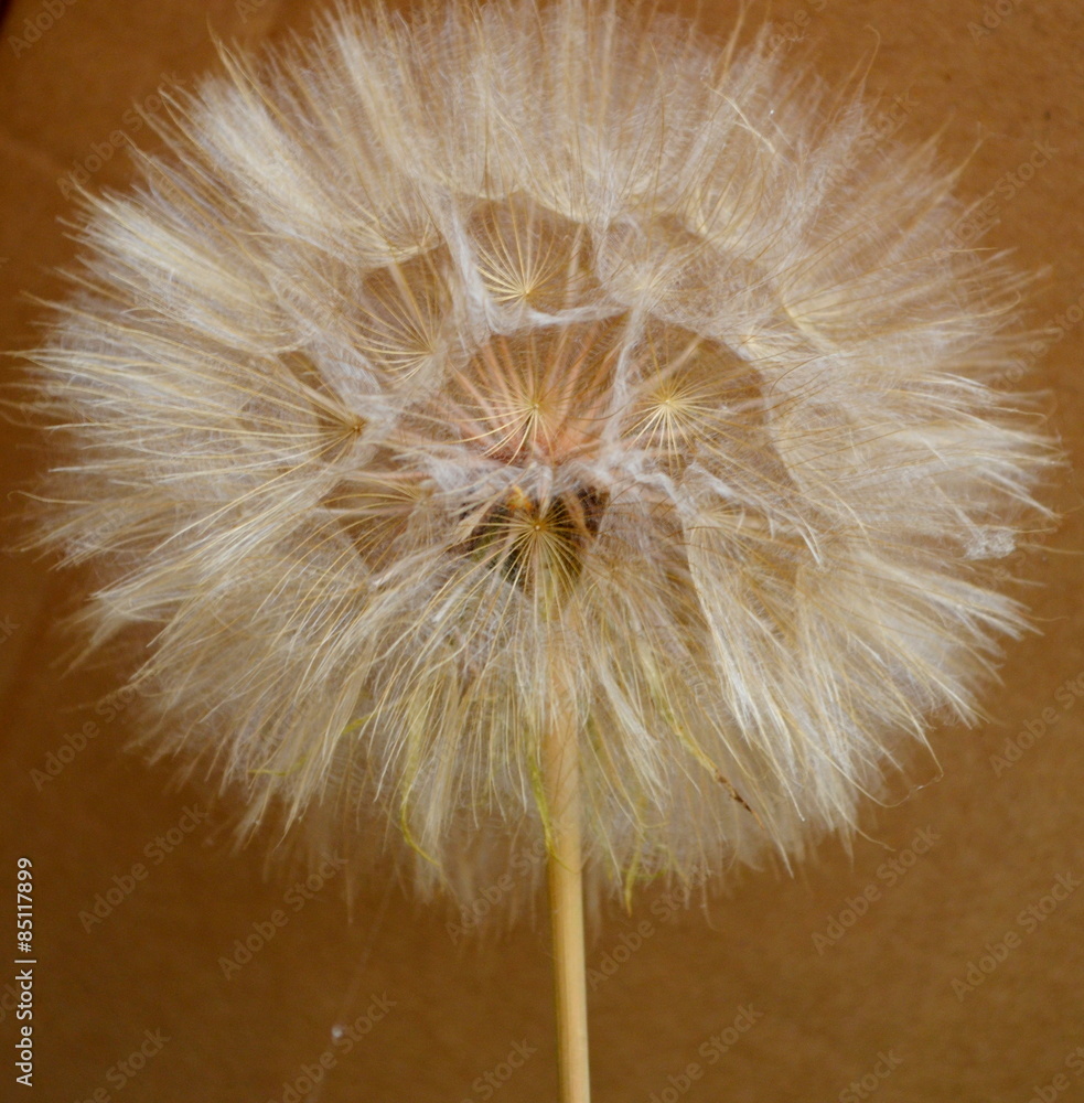 Obraz premium dandelion