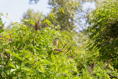 Red-backed Shrike