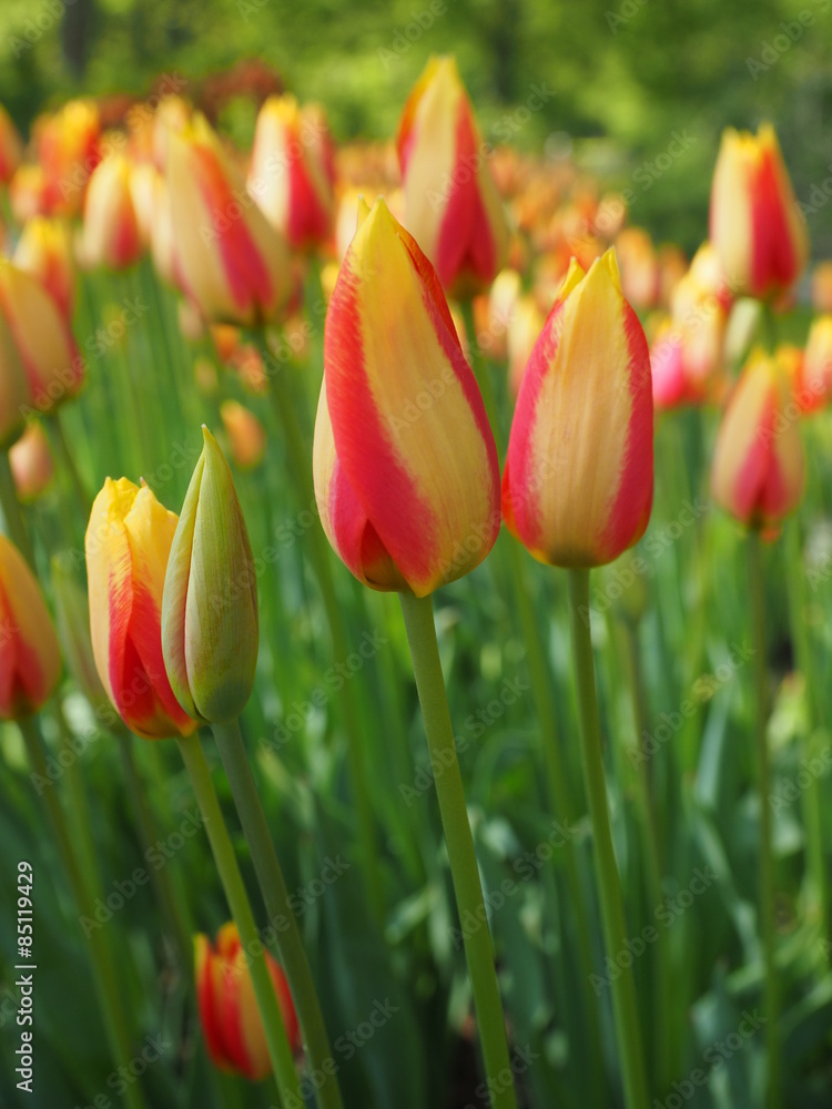 Fototapeta premium tulpen im frühling 