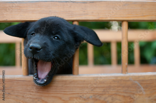 Black puppy of labrador yawns