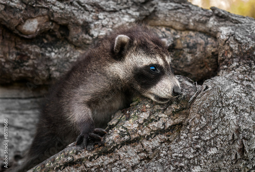 Baby Raccoons (Procyon lotor) Lies in Downed Tree