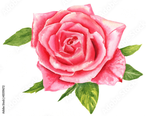 A vintage style watercolour drawing of a pink rose