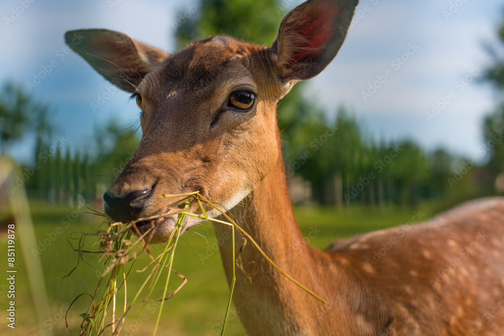 Obraz premium Reh geniesst sein Futter