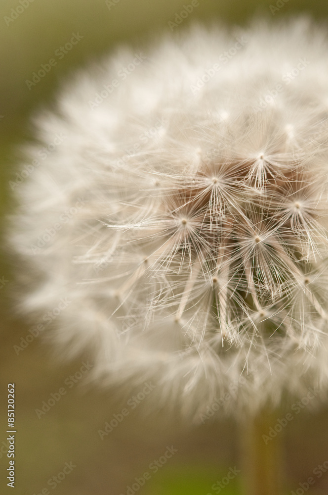 Fototapeta premium Löwenzahn im Nebel