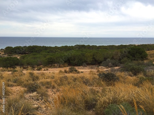 cielo, agua y bosque