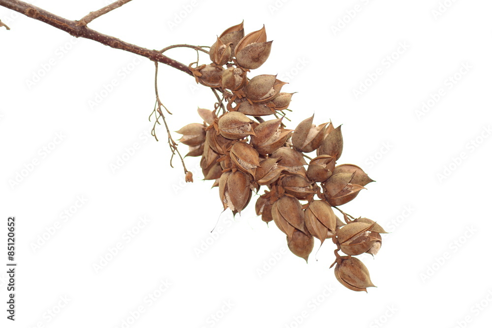 Paulownia tomentosa: Empress Tree Seeds