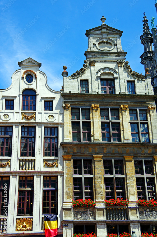 Fototapeta premium le paon et le heaulme bruxelles