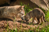 Grey Wolf (Canis lupus) Mother and Pup Touch Outside Den