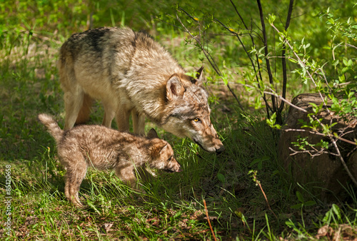 Grey Wolf (Canis lupus) Mother and Pup Peer into Shadow