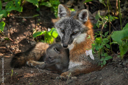 Grey Fox Vixen & Kit (Urocyon cinereoargenteus) Snuggle in Den E