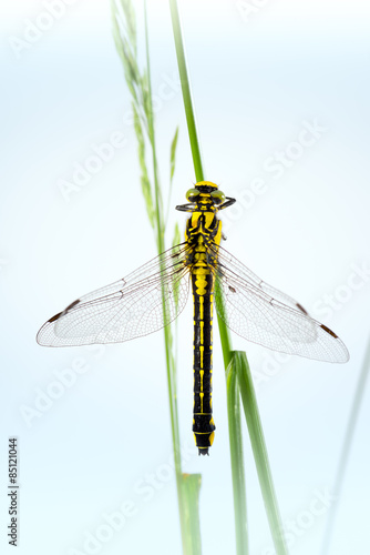 Dragonfly (Western Clubtail) sitting on a blade of grass © Manuel Findeis
