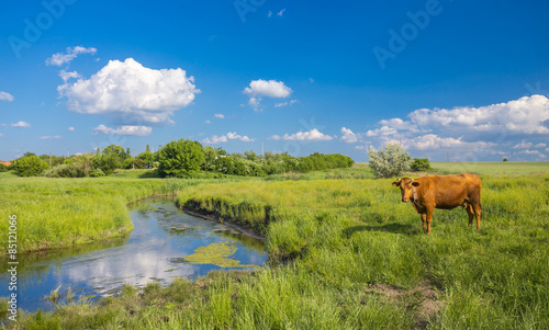 green grass, river, clouds  and cows © Ryzhkov Oleksandr