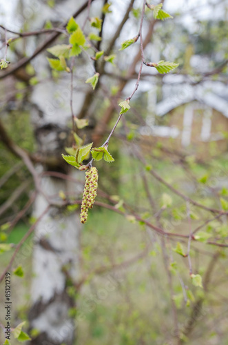 Birch pollen