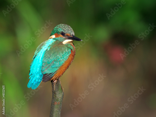 Billede på lærred Kingfisher on a branch 22