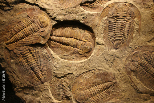 fossil trilobite imprinted in the sediment.